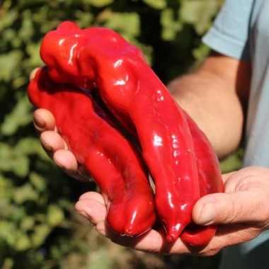 Preview: Paprika Ramiro Red (Samen)