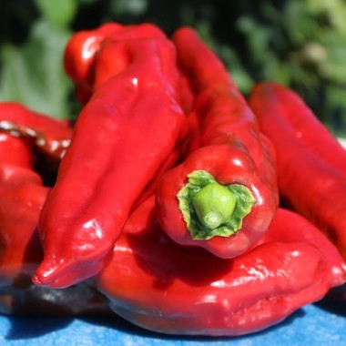 Preview: Paprika Ramiro Red (Samen)