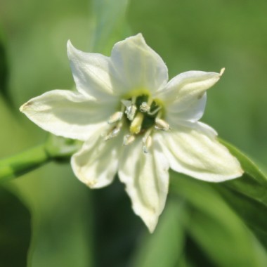 Preview: Neu! Paprika Ramiro Yellow (Samen)