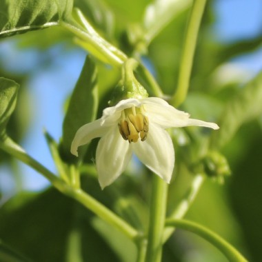 Preview: Neu! Paprika Stocky Golden Roaster (freilandgeeignet) (Samen)