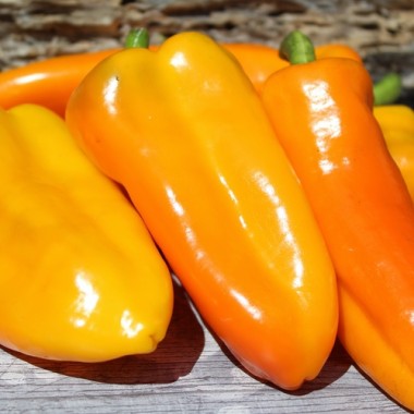 Neu! Paprika Stocky Golden Roaster (freilandgeeignet) (Samen)