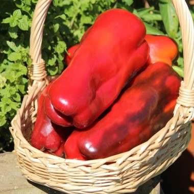 Paprika Tevere Red (Samen)