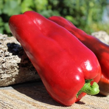 Paprika Tevere Red (Samen)