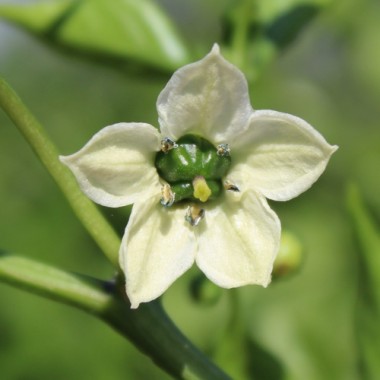 Preview: Tomatenpaprika Chocolate (Samen)