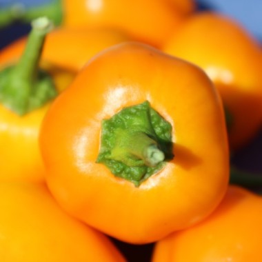 Paprika Vinnie Pukh gelborange (freilandgeeignet) (Samen)