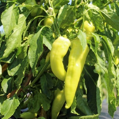 Neu! Paprika Yalova Carliston (freilandgeeignet) (Samen)