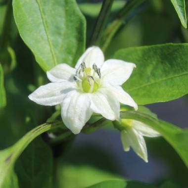 Neu! Paprika Yalova Carliston (freilandgeeignet) (Samen)