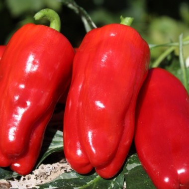 Paprika Zauberwelten (panaschiert) (Samen)