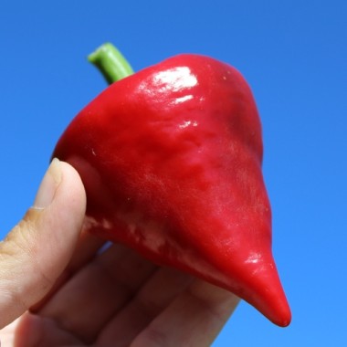 Preview: Neu! Paprika Zipfelmütze (freilandgeeignet) (Samen)