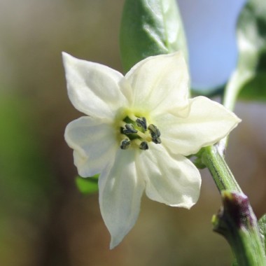 Preview: Neu! Paprika Zipfelmütze (freilandgeeignet) (Samen)
