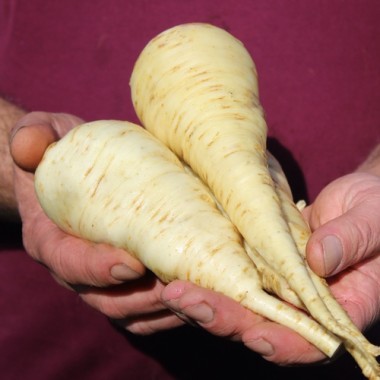Preview: Pastinake Halblange Weiße (Samen)