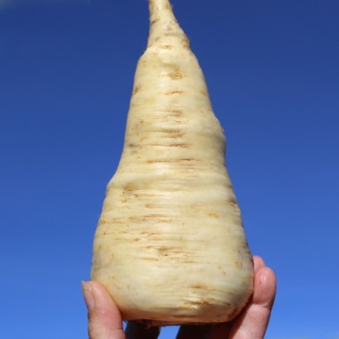 Preview: Pastinake Halblange Weiße (Samen)