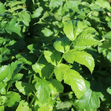Preview: Pastinake Halblange Weiße (Samen)