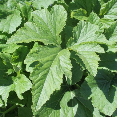 Patisson Bennings Green Tint (Samen)