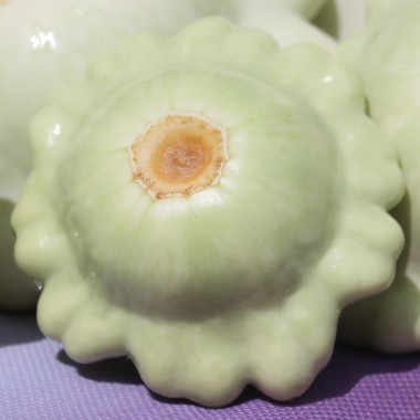 Patisson Bennings Green Tint (Samen)