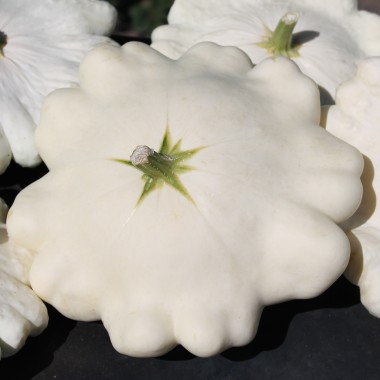 Patisson Blanc (Samen)