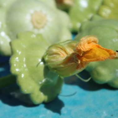 Patisson Jaune et Vert (Samen)