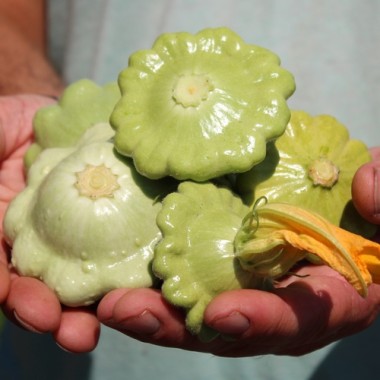 Patisson Strie Melange (Samen)
