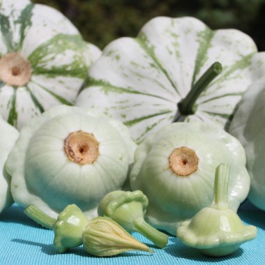 Patisson Vert et Blanc (Samen)