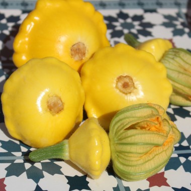 Patisson Yellow (Samen)
