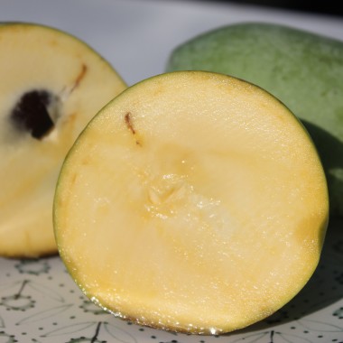 Paw Paw Sunflower (Pflanze)