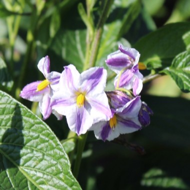 Pepino (Samen)