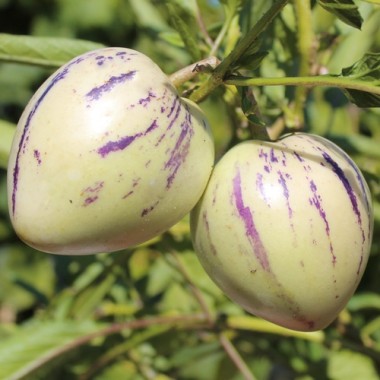 Pepino (Samen)