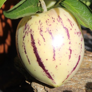 Pepino (Samen)