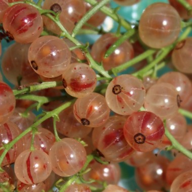 Johannisbeere Perleribs (Pflanze)