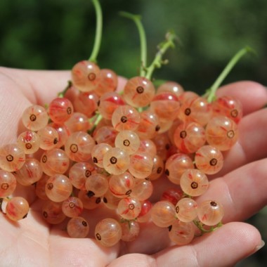 Johannisbeere Perleribs (Pflanze)