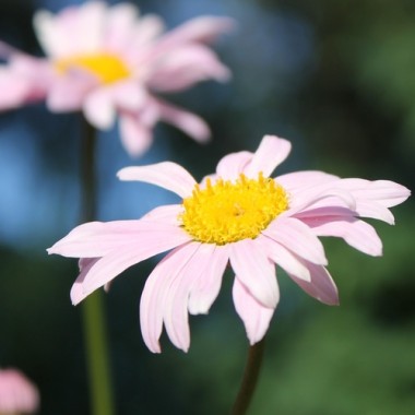 Persisches Pyrethrum rosa (Samen)