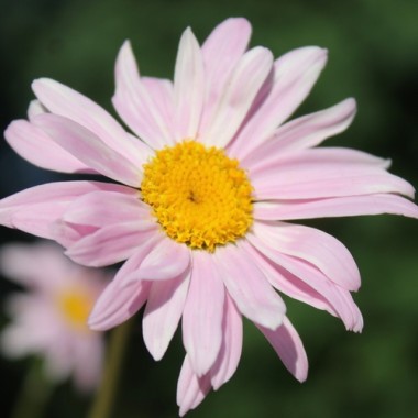 Persisches Pyrethrum rosa (Samen)