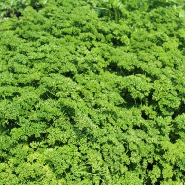 Preview: Petersilie Mooskrause (Samen)