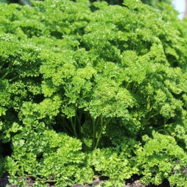 Preview: Petersilie Mooskrause (Samen)