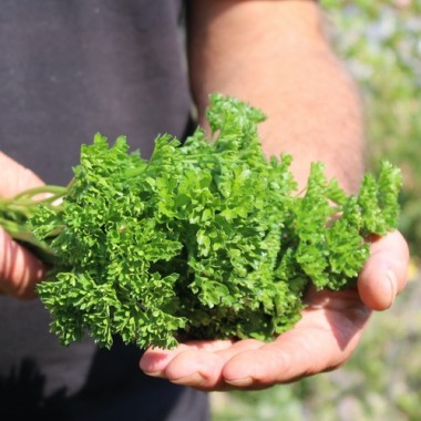 Preview: Petersilie Mooskrause (Samen)