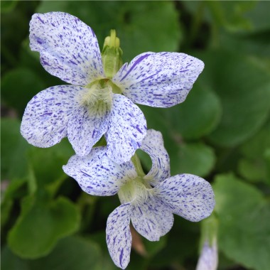 Pfingstveilchen blaugesprenkelt (Samen)