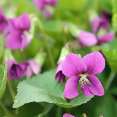 Pfingstveilchen Rubra (Samen)