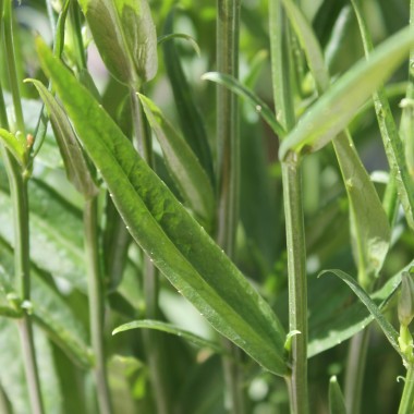 Pfirsichblättrige Glockenblume weiß (Samen)