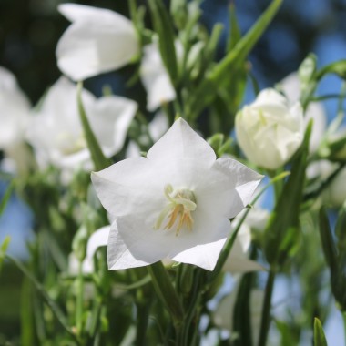 Pfirsichblättrige Glockenblume weiß (Samen)