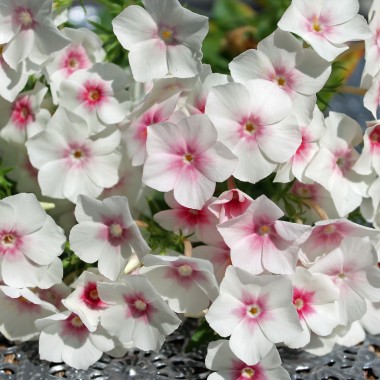 Phlox Blushing Bride (Samen)