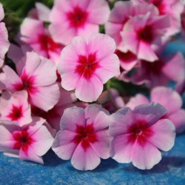 Phlox Brilliant (Samen)