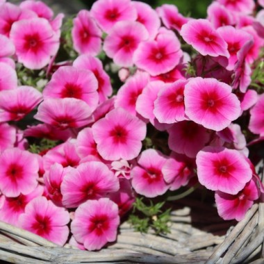 Phlox Brilliant (Samen)
