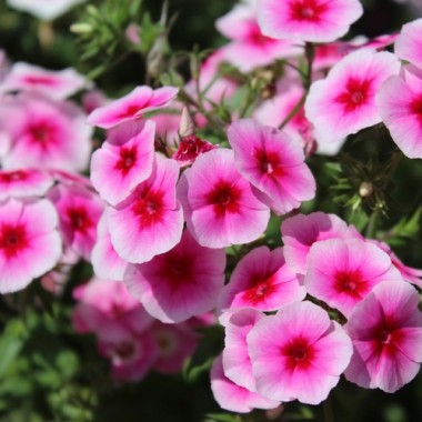 Phlox Brilliant (Samen)
