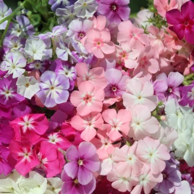 Neu! Phlox Cecily Mix (Samen)