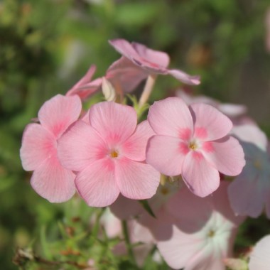 Neu! Phlox Cecily Mix (Samen)