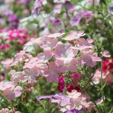 Neu! Phlox Cecily Mix (Samen)
