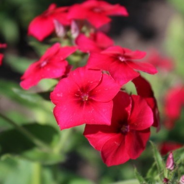 Phlox Coccinea (Samen)