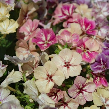 Phlox Crème Brulée (Samen)