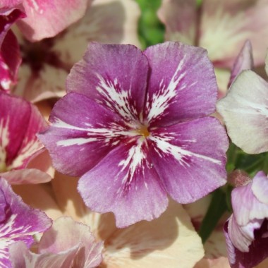 Phlox Crème Brulée (Samen)