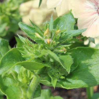 Phlox Crème Brulée (Samen)